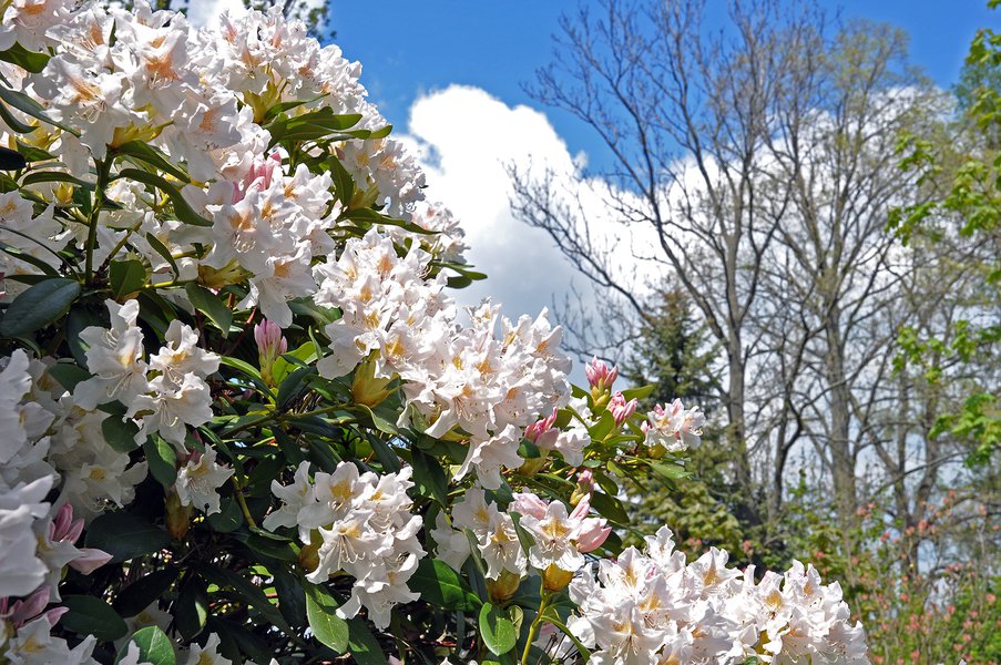 rododendron